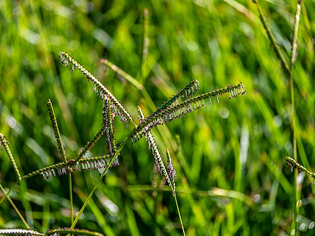 Paspalum distichum